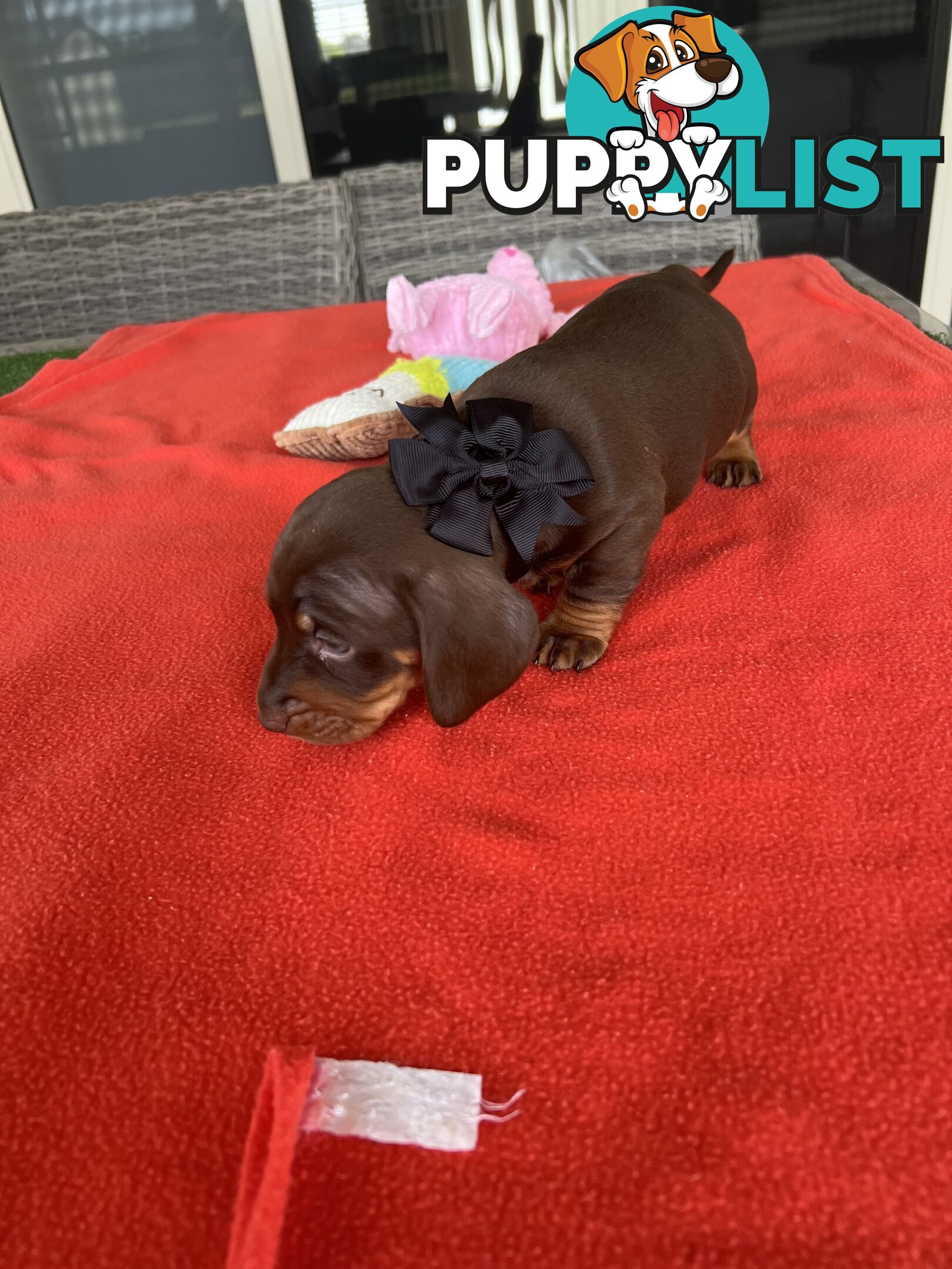 Purebred miniature Dachshund