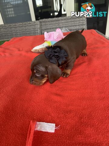 Purebred miniature Dachshund
