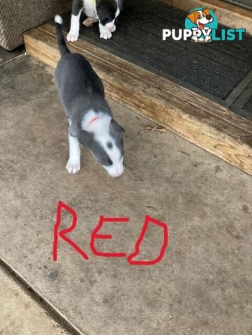 Border Collie Puppies for sale $1000