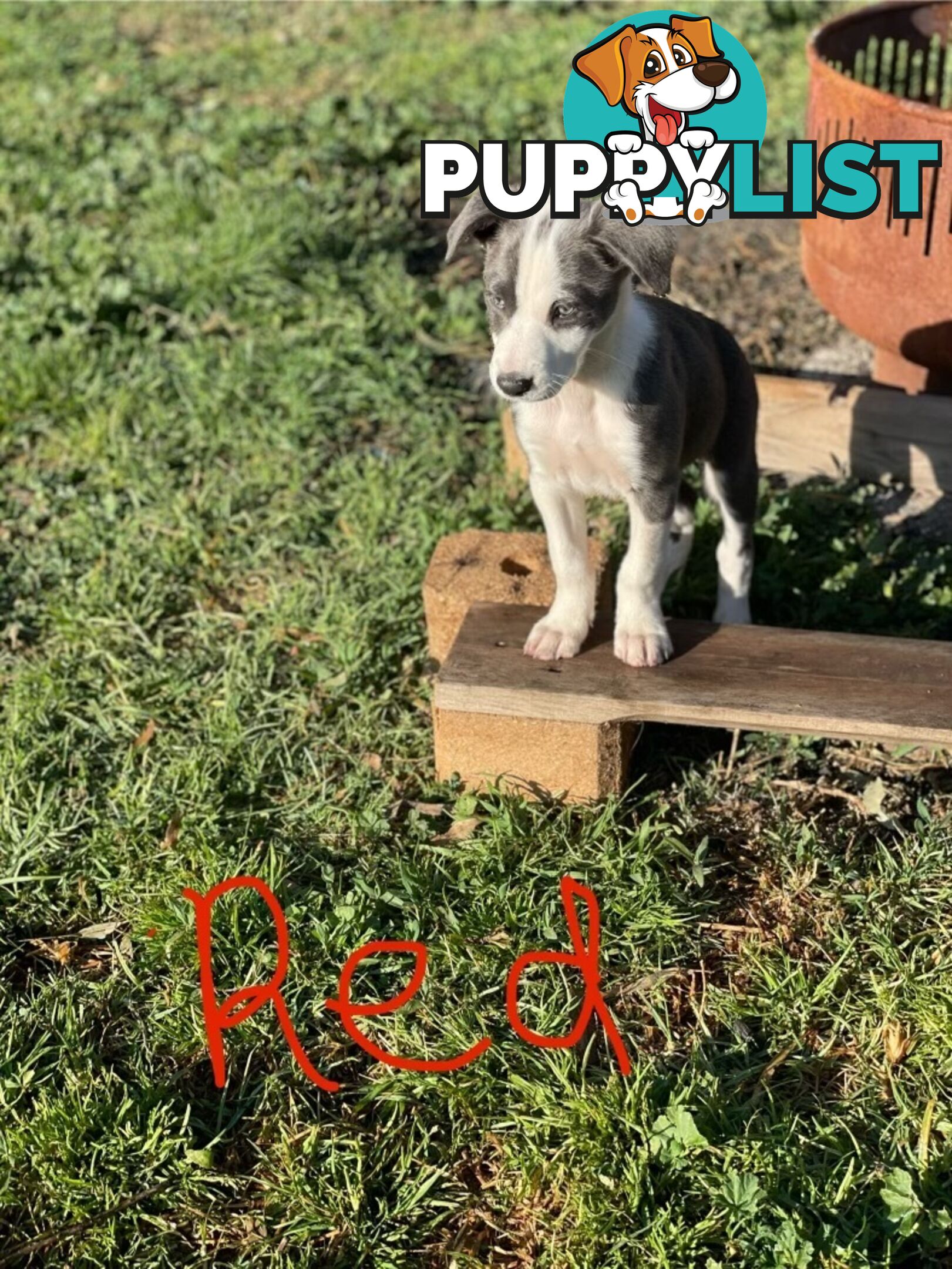 Border Collie Puppies for sale $1000