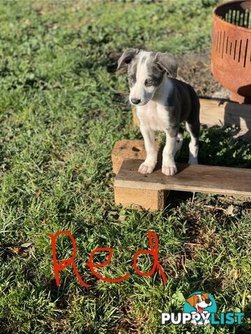 Border Collie Puppies for sale $1000