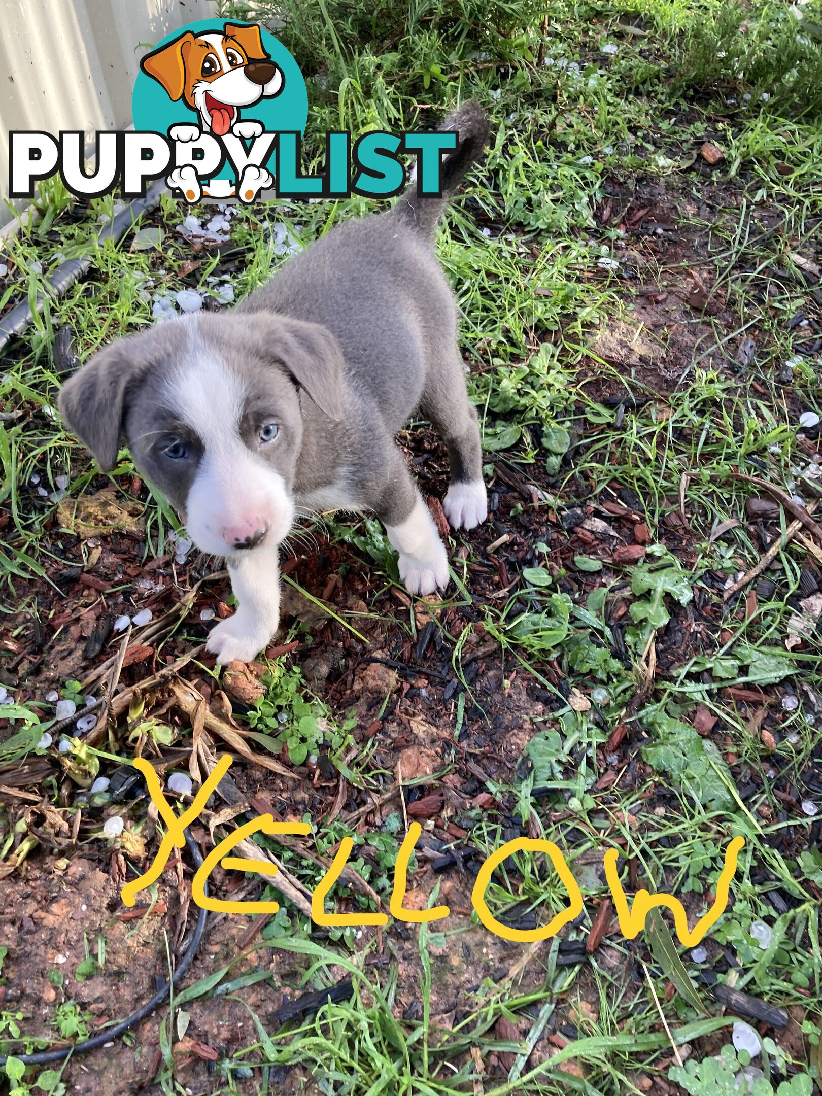 Border Collie Puppies for sale $1000