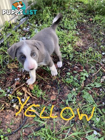 Border Collie Puppies for sale $1000