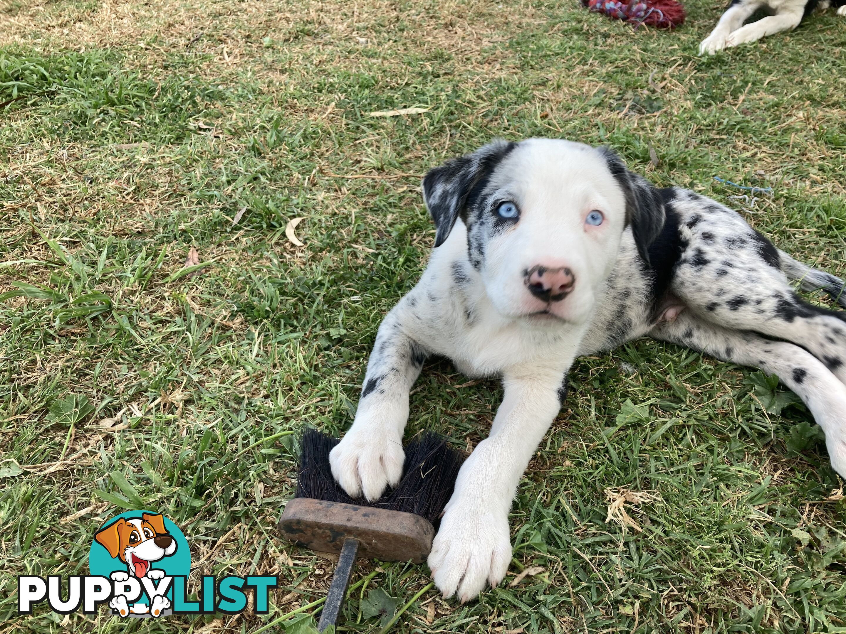 Border Collie Puppies for sale $1000