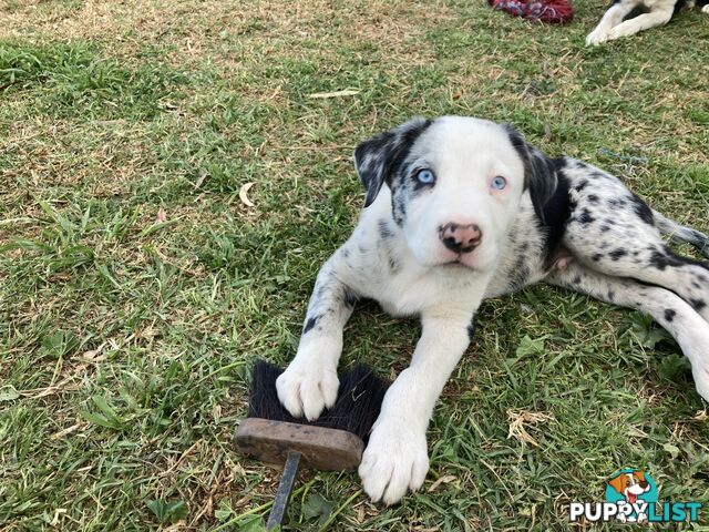 Border Collie Puppies for sale $1000