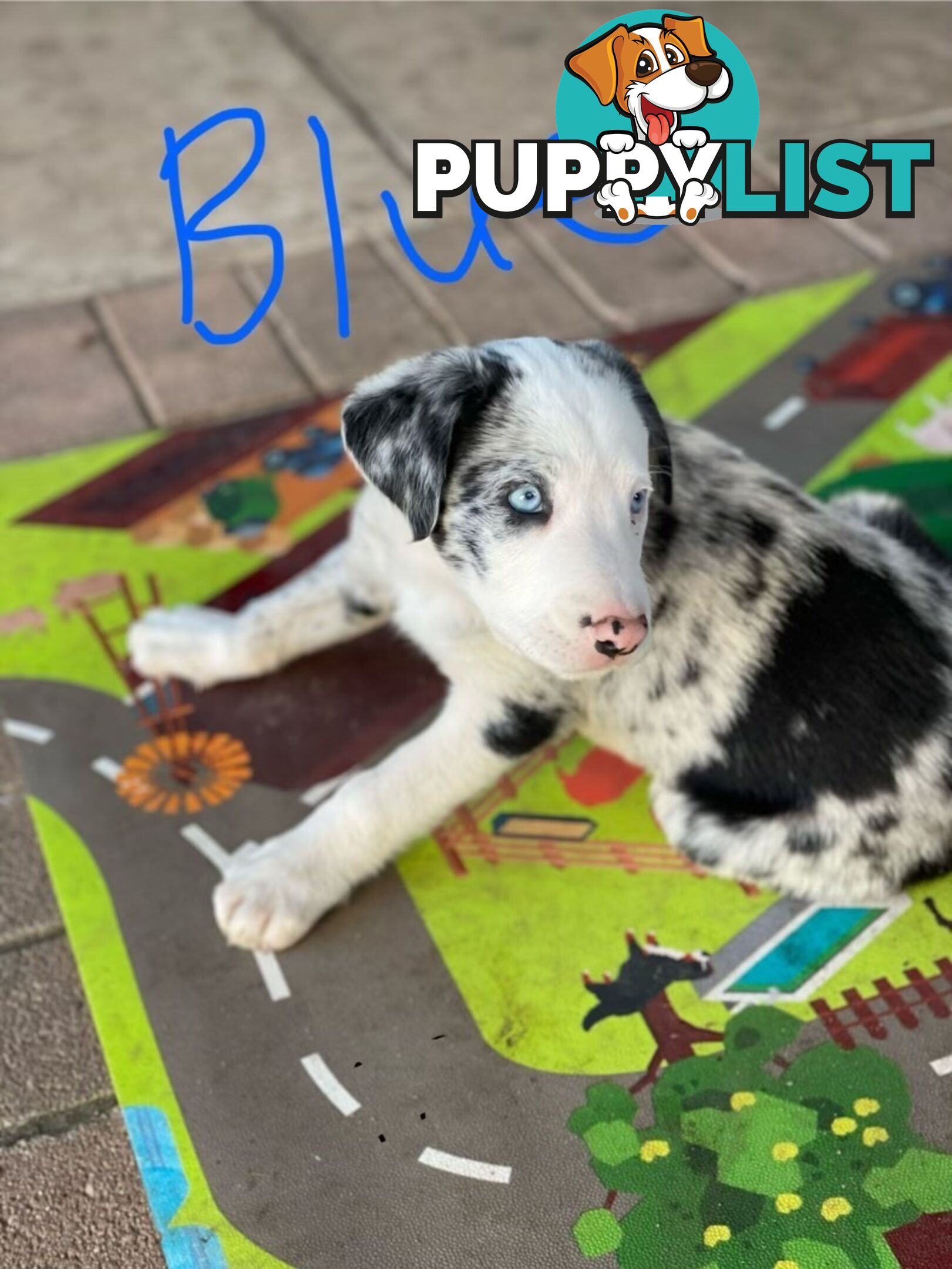 Border Collie Puppies for sale $1000