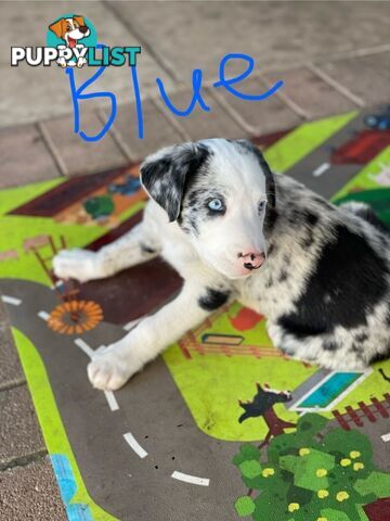 Border Collie Puppies for sale $1000