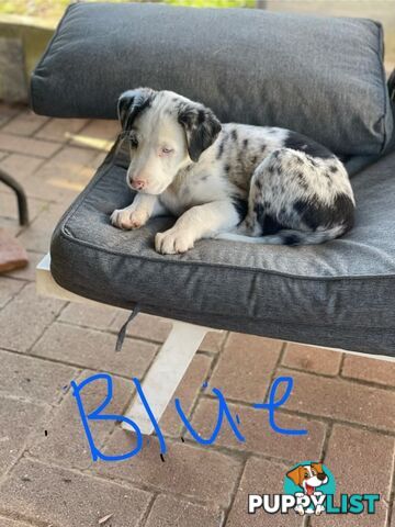 Border Collie Puppies for sale $1200.00