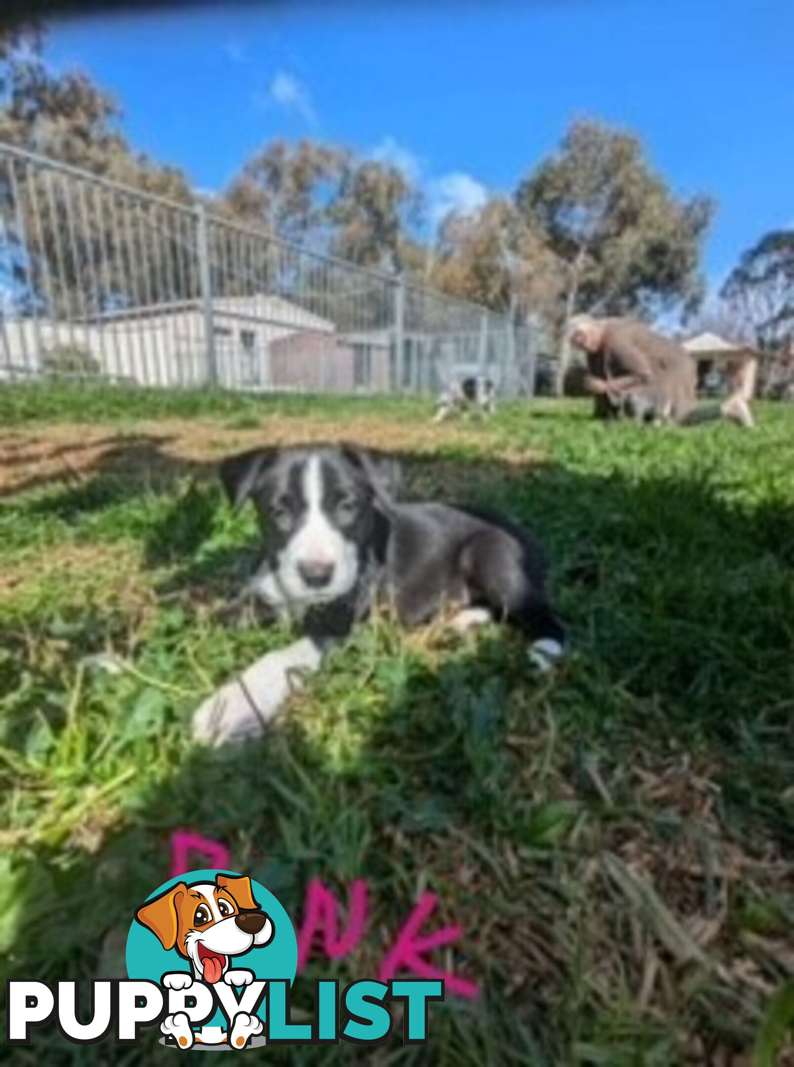 Border Collie Puppies for sale $1000