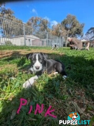 Border Collie Puppies for sale $1000