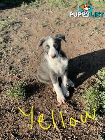 Border Collie Puppies for sale $1000