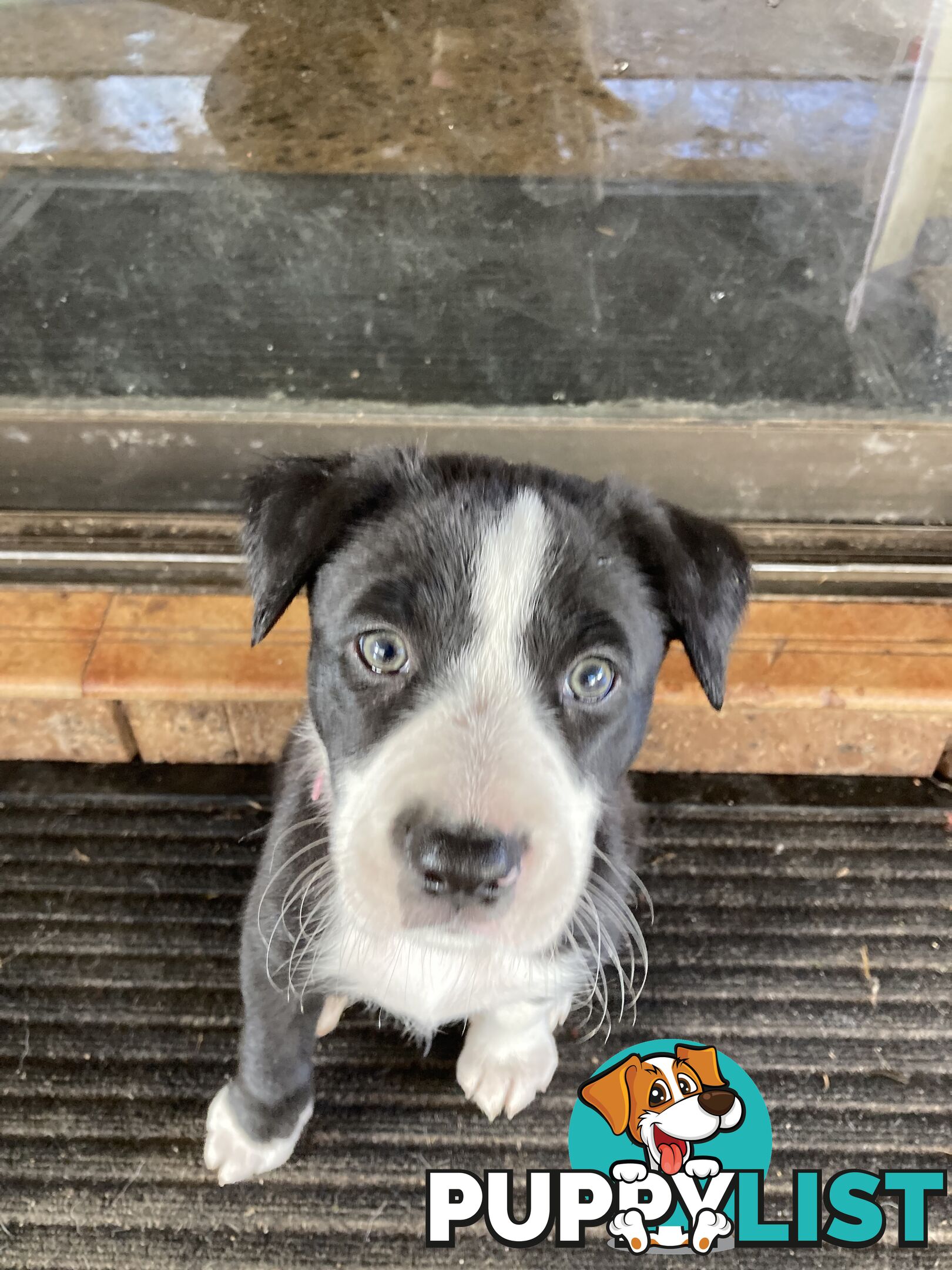 Border Collie Puppies for sale $1000