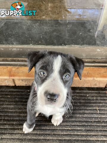 Border Collie Puppies for sale $1000