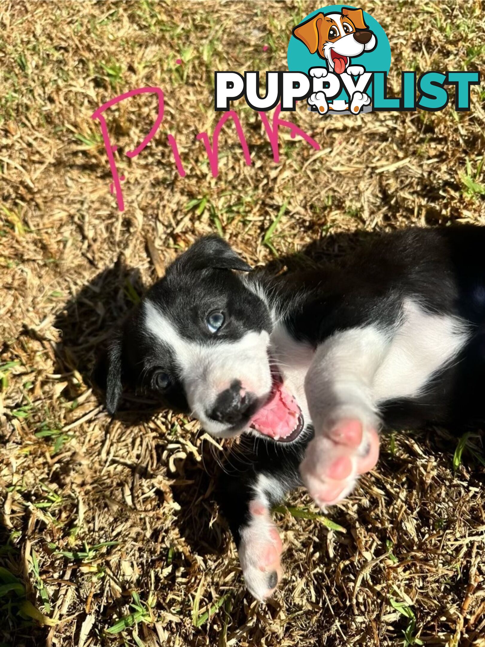 Border Collie Puppies for sale $1000