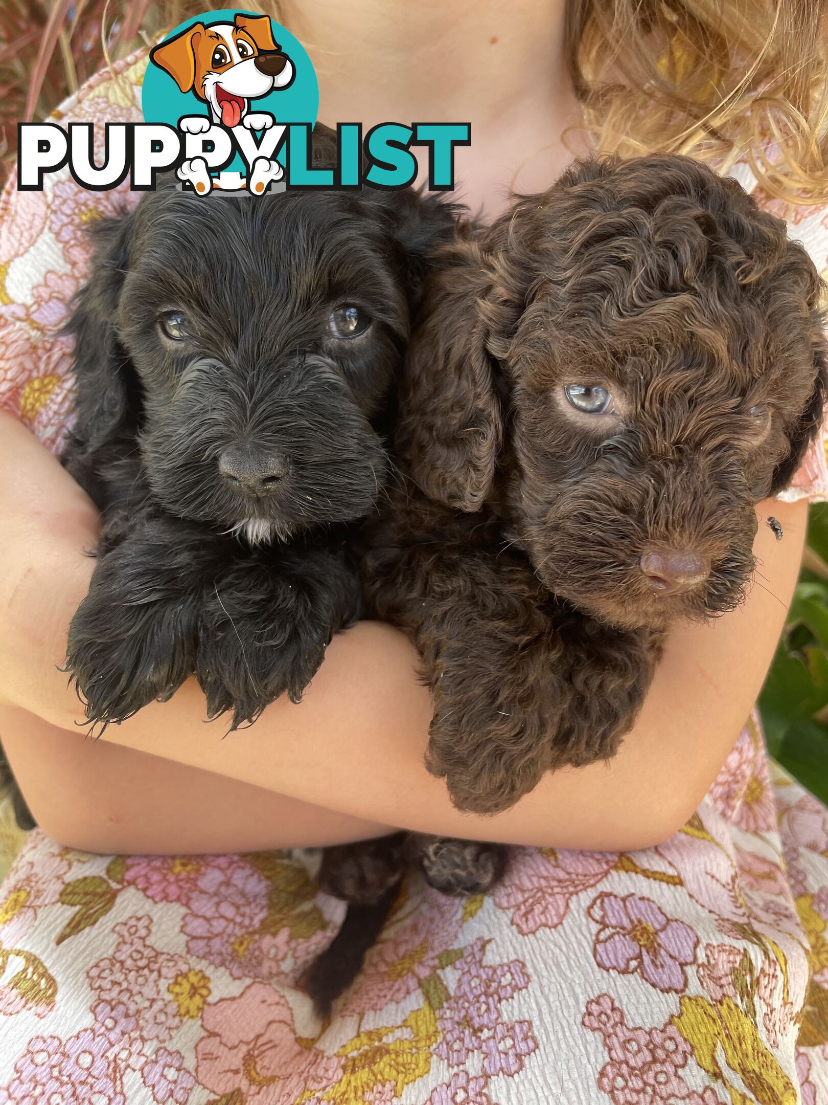 Gorgeous teddy bear spoodle puppies