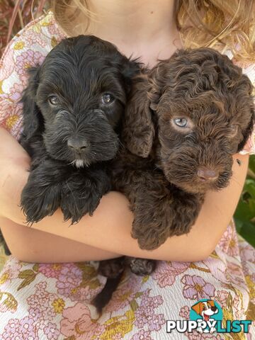 Gorgeous teddy bear spoodle puppies