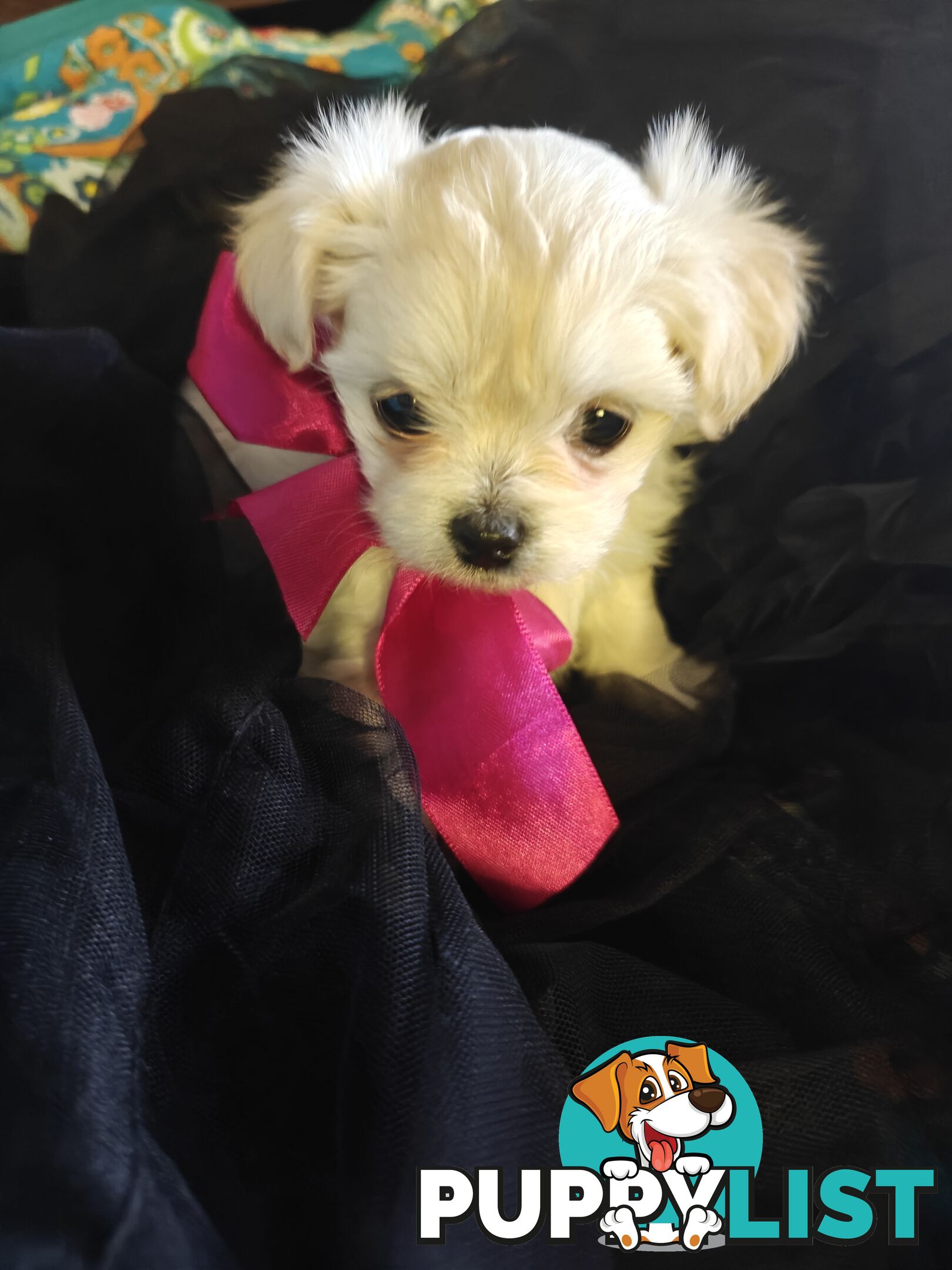 Tiny MalChi Toy Puppies - Chihuahua x Maltese -
