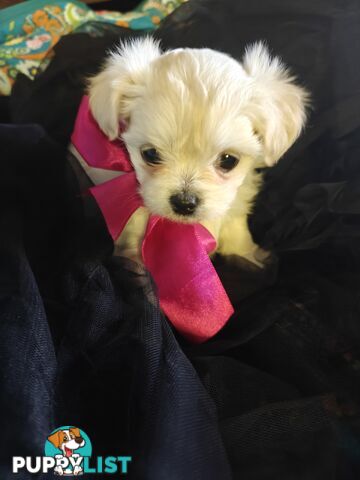 Tiny MalChi Toy Puppies - Chihuahua x Maltese -