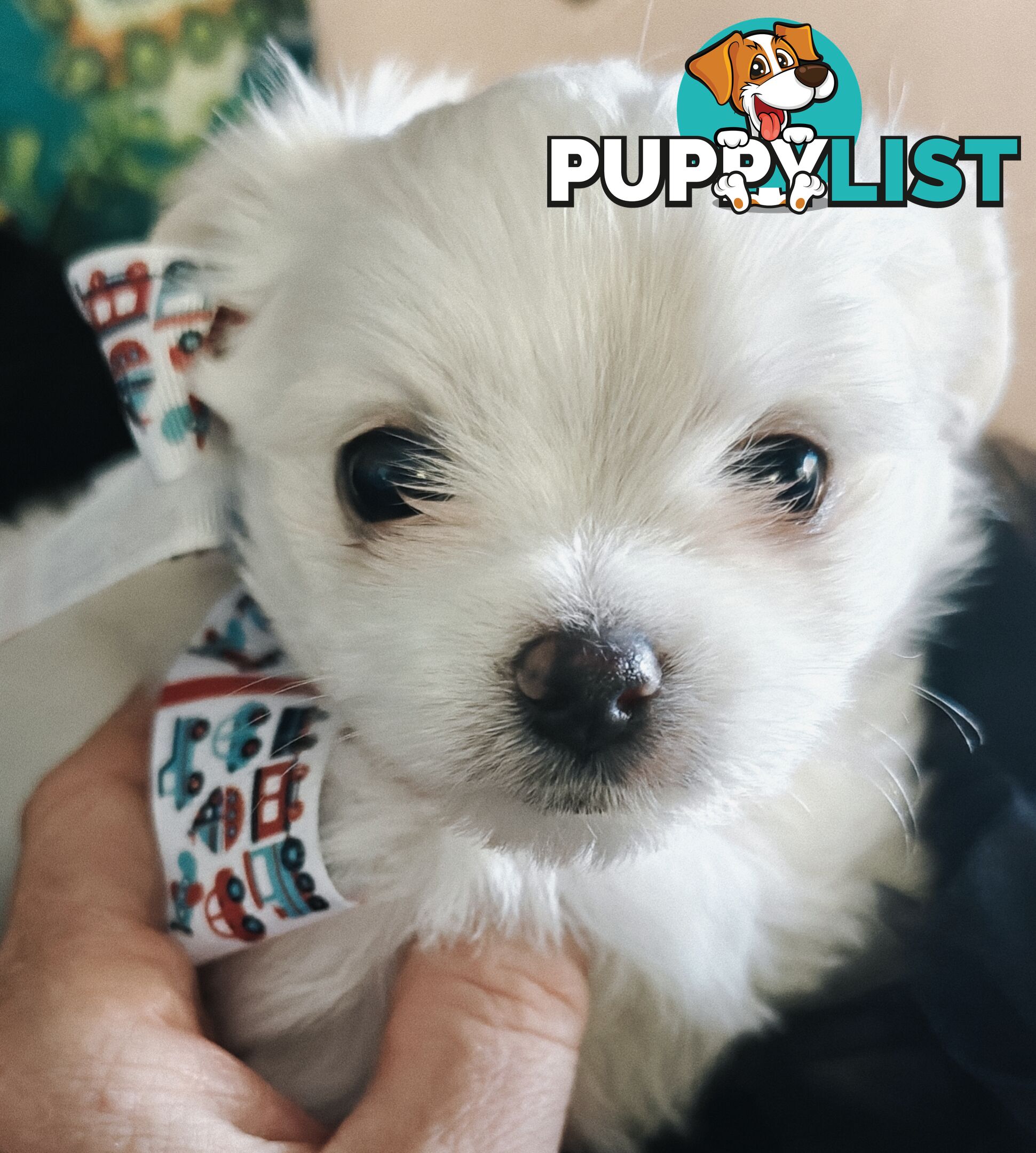 Tiny MalChi Toy Puppies - Chihuahua x Maltese -