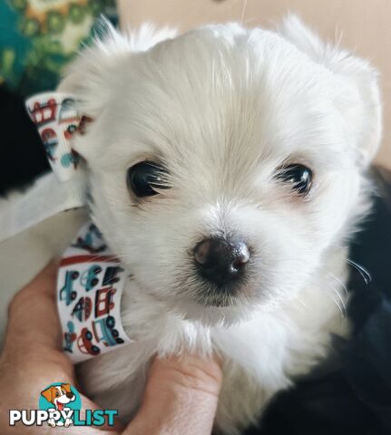Tiny MalChi Toy Puppies - Chihuahua x Maltese -