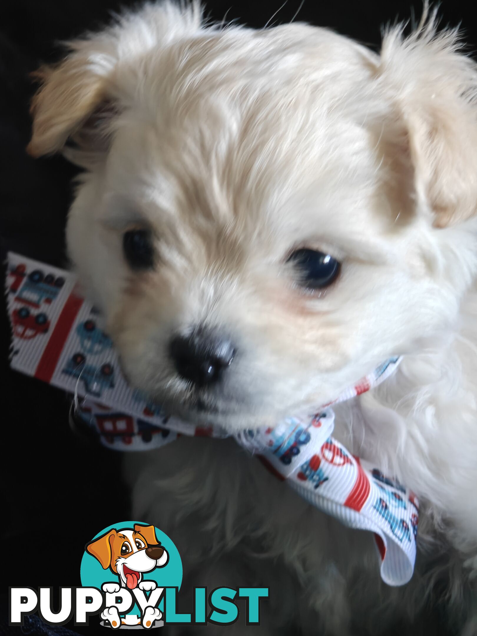 Tiny MalChi Toy Puppies - Chihuahua x Maltese -