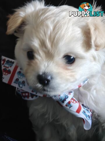 Tiny MalChi Toy Puppies - Chihuahua x Maltese -