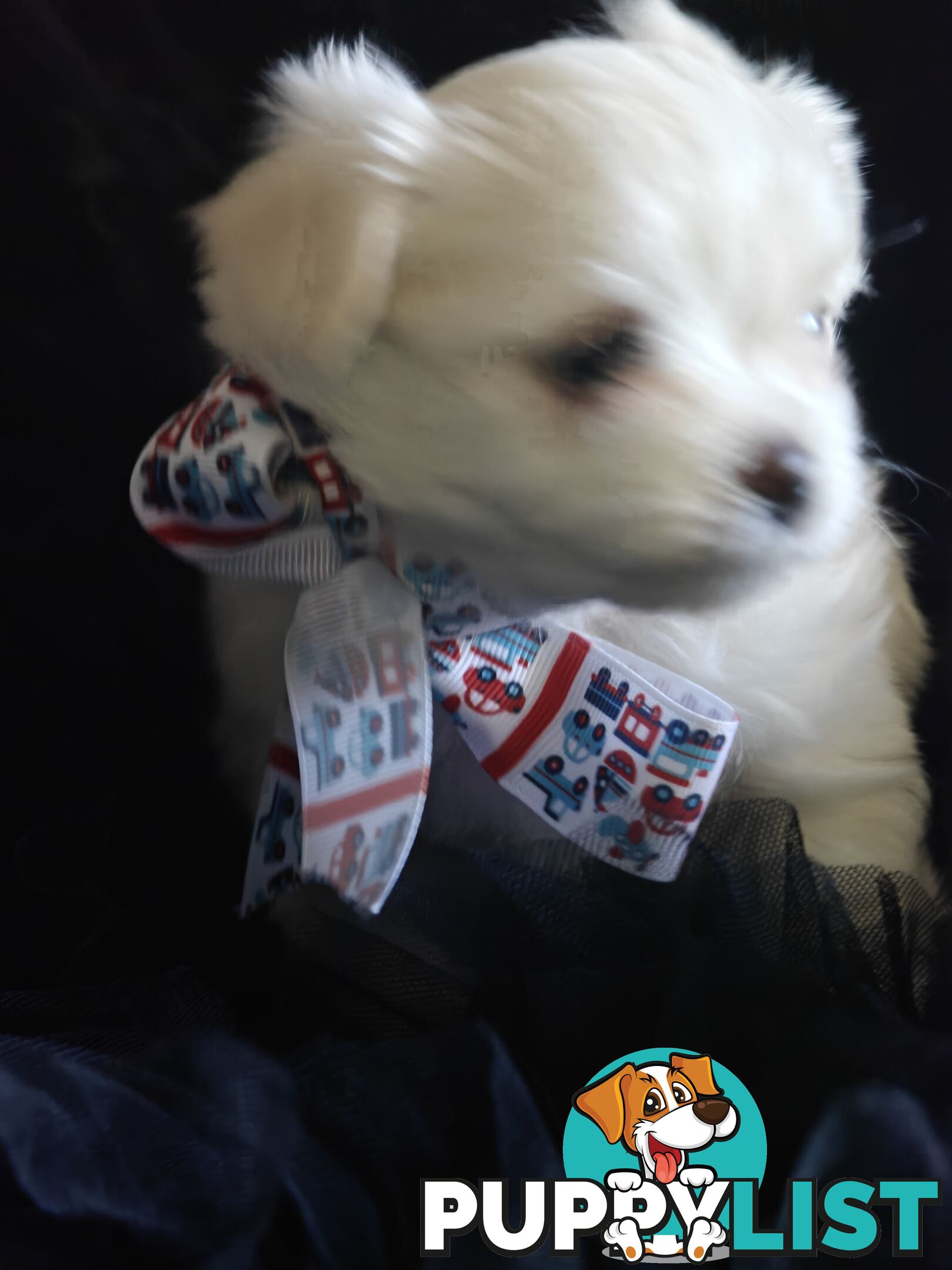 Tiny MalChi Toy Puppies - Chihuahua x Maltese -