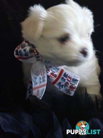 Tiny MalChi Toy Puppies - Chihuahua x Maltese -