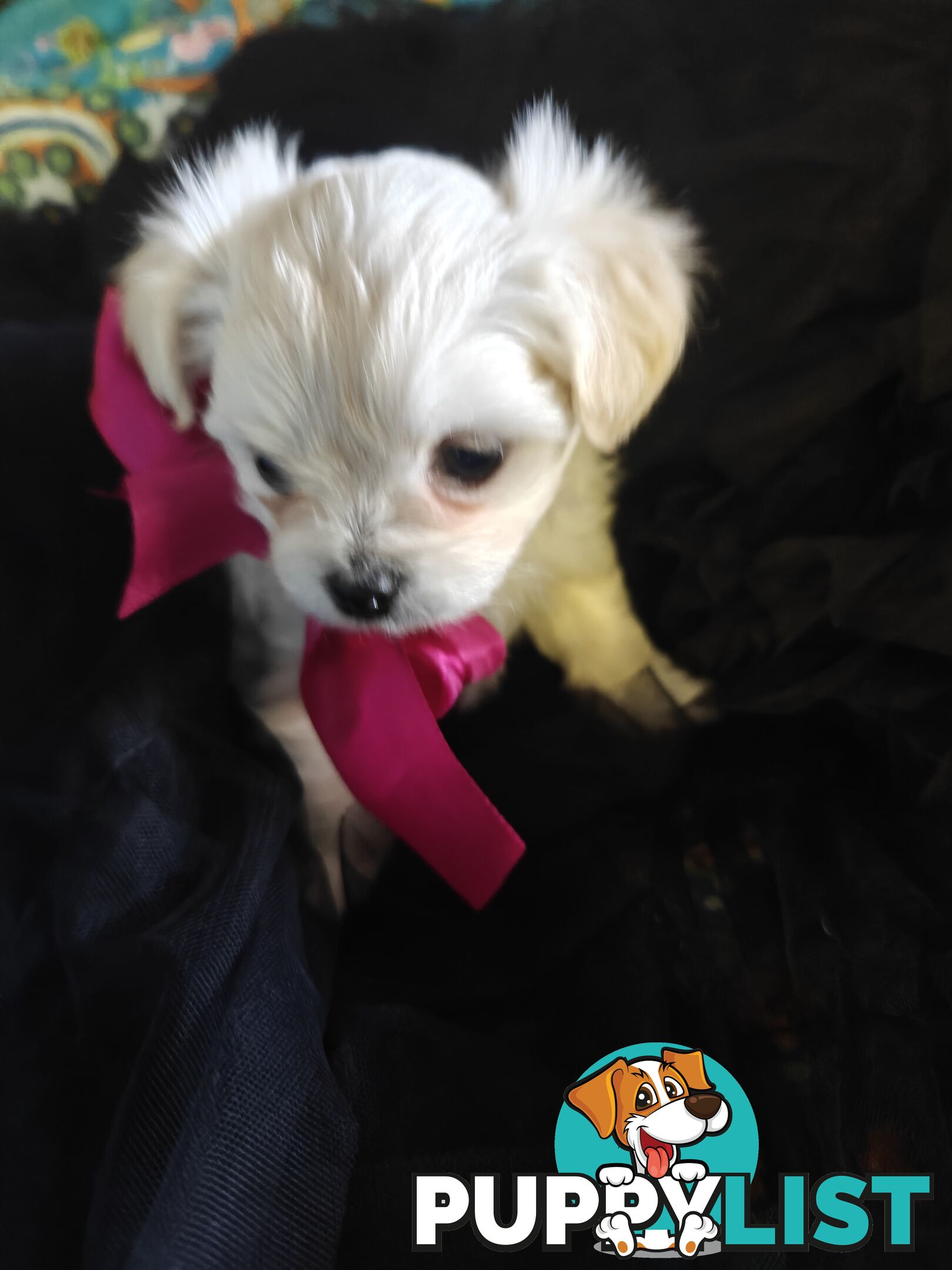 Tiny MalChi Toy Puppies - Chihuahua x Maltese -