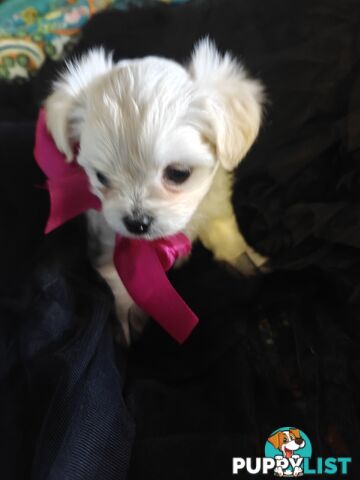 Tiny MalChi Toy Puppies - Chihuahua x Maltese -