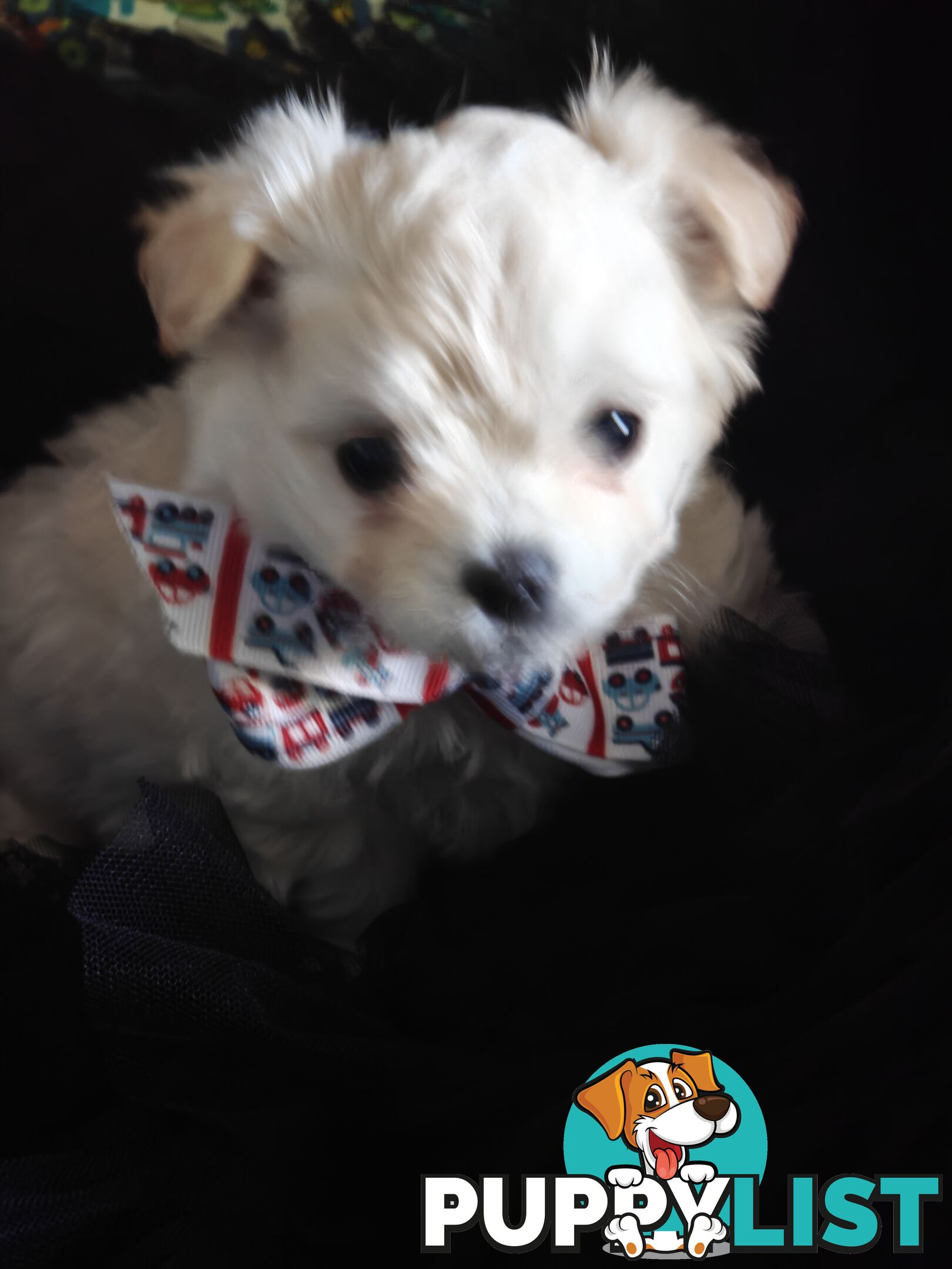 Tiny MalChi Toy Puppies - Chihuahua x Maltese -