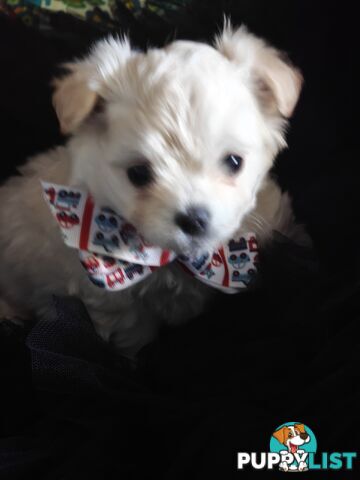 Tiny MalChi Toy Puppies - Chihuahua x Maltese -