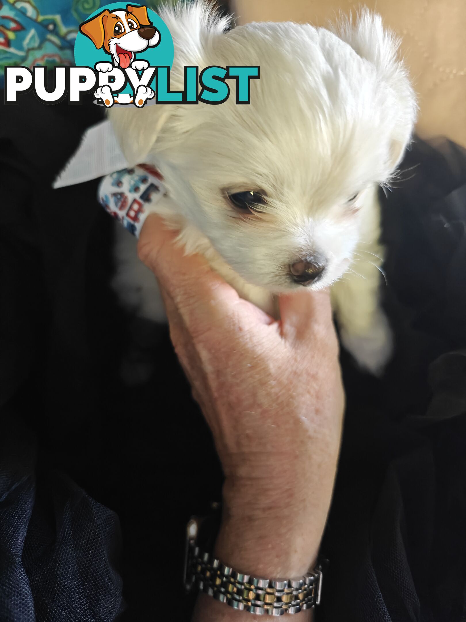 Tiny MalChi Toy Puppies - Chihuahua x Maltese -