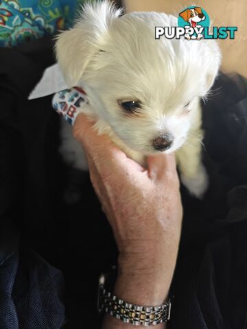 Tiny MalChi Toy Puppies - Chihuahua x Maltese -