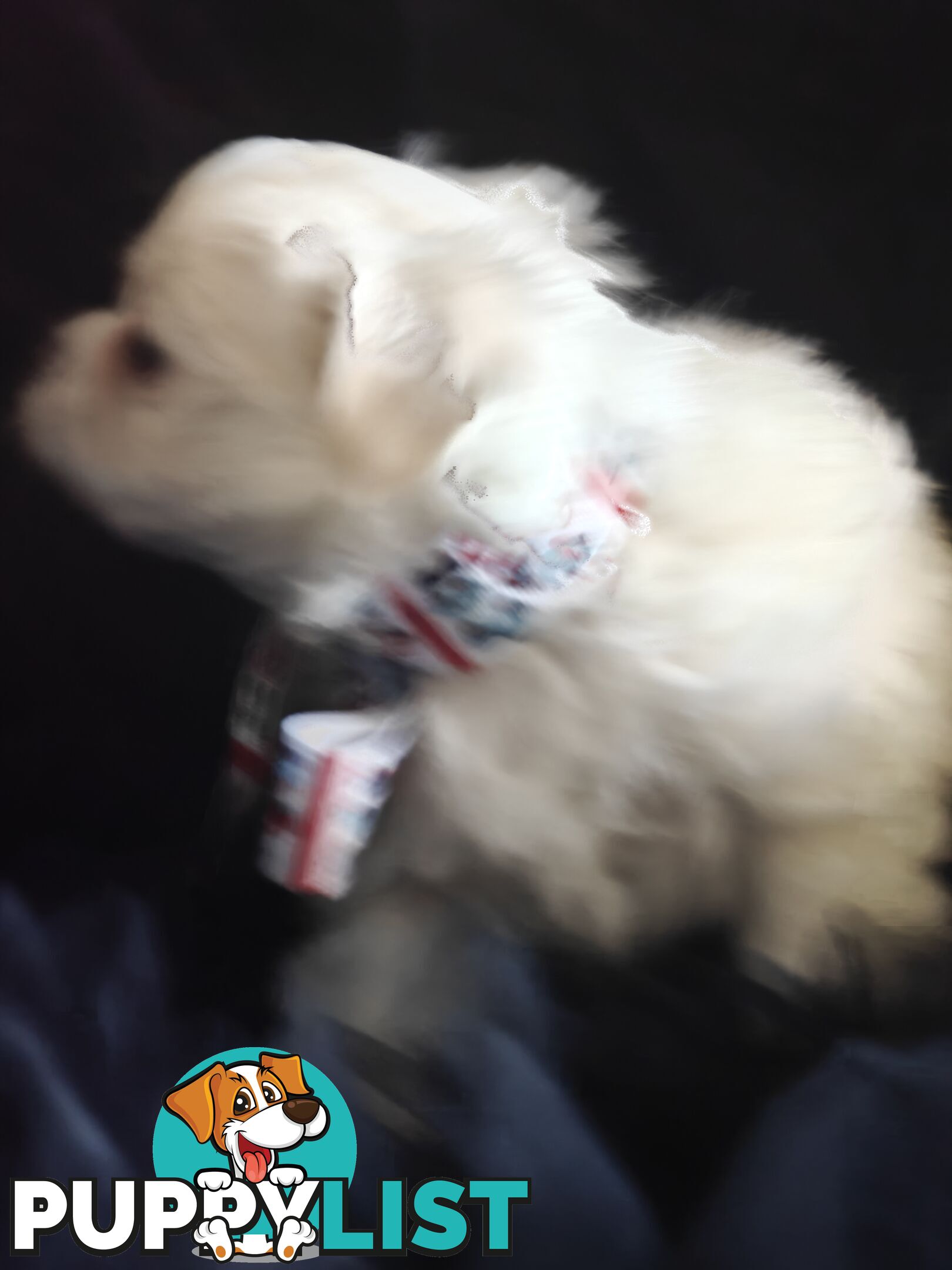 Tiny MalChi Toy Puppies - Chihuahua x Maltese -