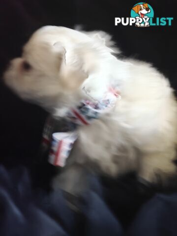 Tiny MalChi Toy Puppies - Chihuahua x Maltese -