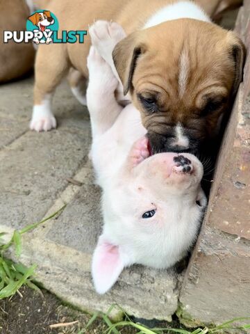 Purebred american Staffordshire Terrier puppies 2male 3female