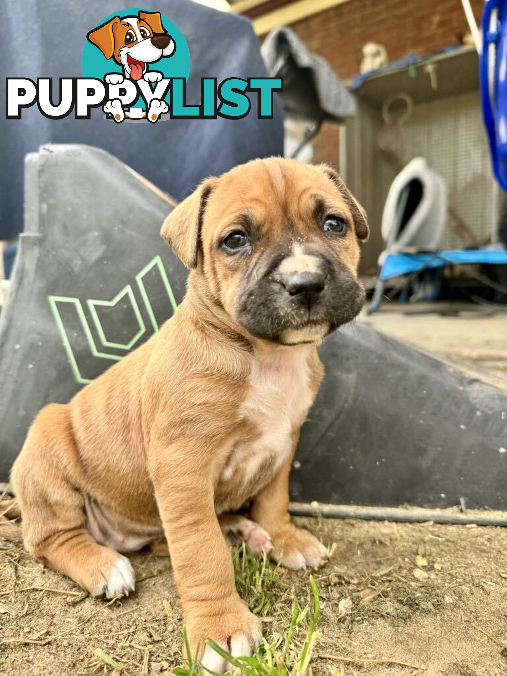 Purebred american Staffordshire Terrier puppies 2male 3female