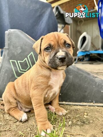 Purebred american Staffordshire Terrier puppies 2male 3female