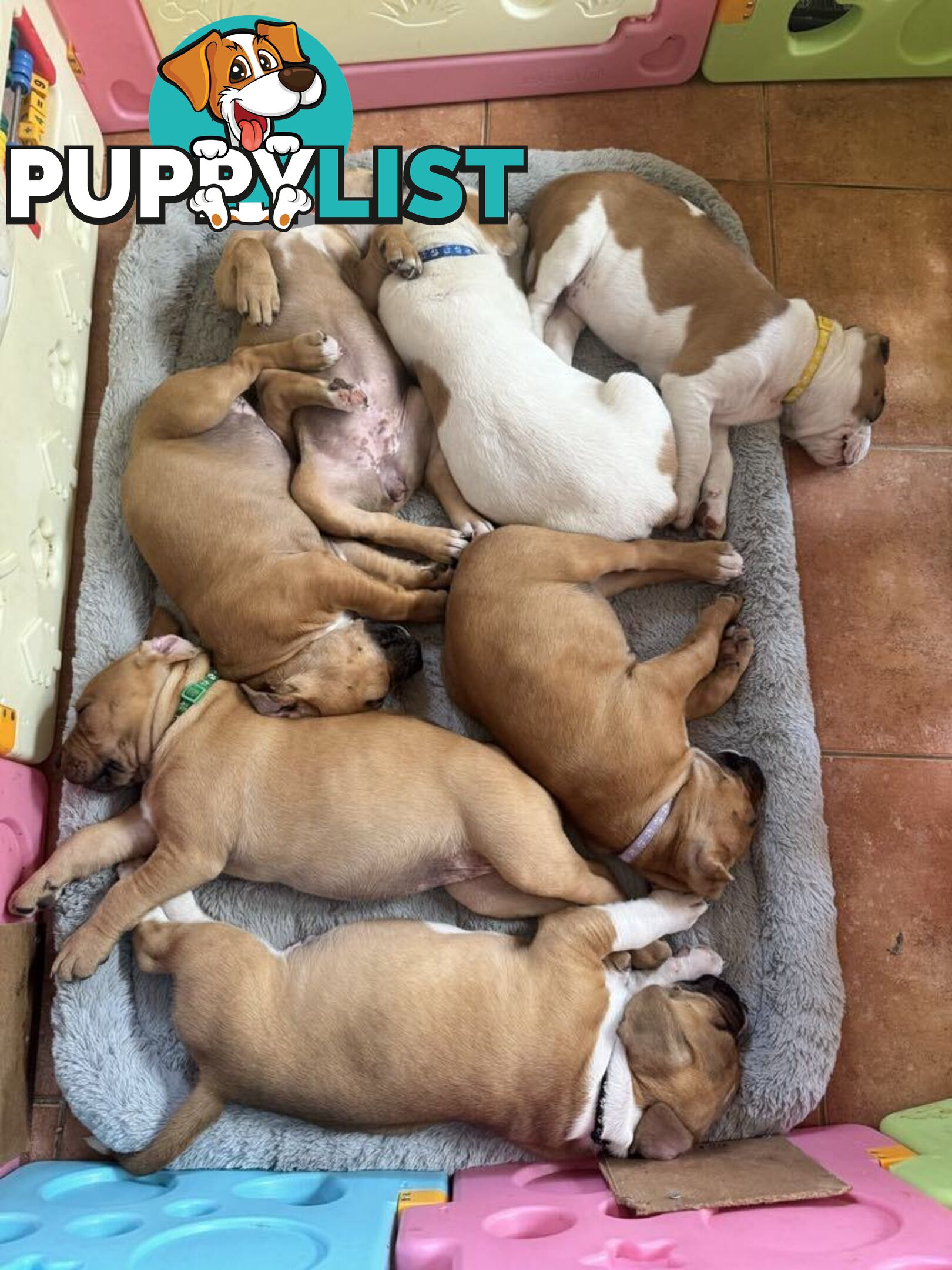 Purebred american Staffordshire Terrier puppies 2male 3female