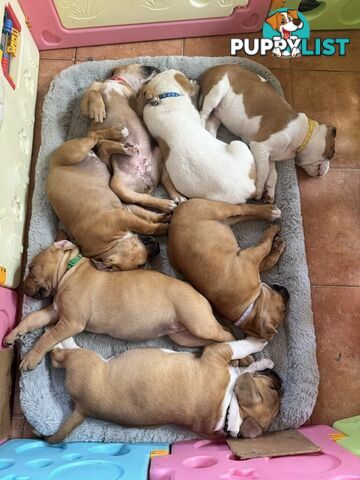 Purebred american Staffordshire Terrier puppies 2male 3female