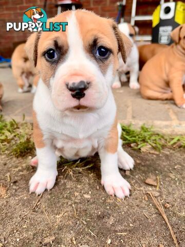 Purebred american Staffordshire Terrier puppies 2male 3female