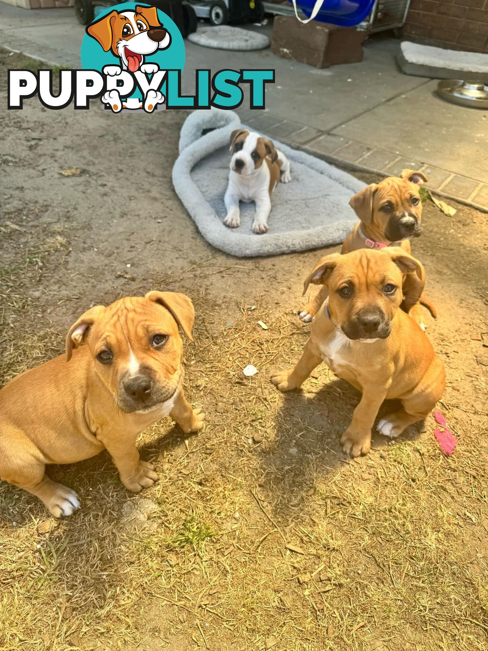 Purebred american Staffordshire Terrier puppies 2male 3female