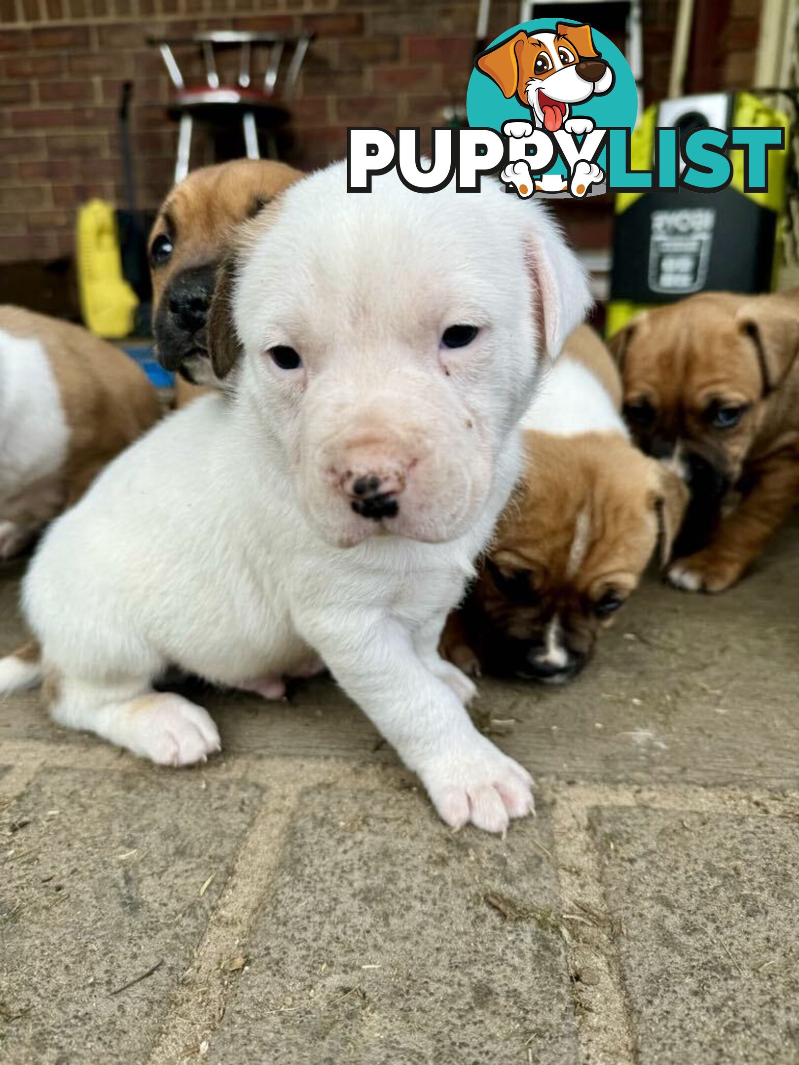 Purebred american Staffordshire Terrier puppies 2male 3female