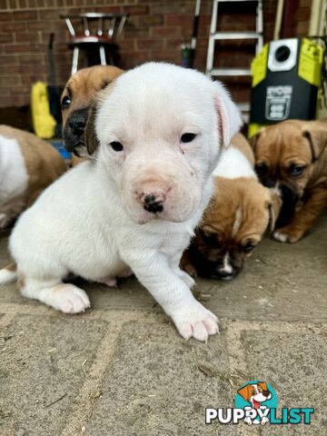 Purebred american Staffordshire Terrier puppies 2male 3female