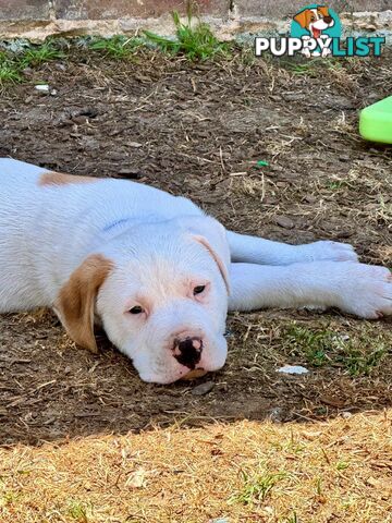 Purebred american Staffordshire Terrier puppies 2male 3female