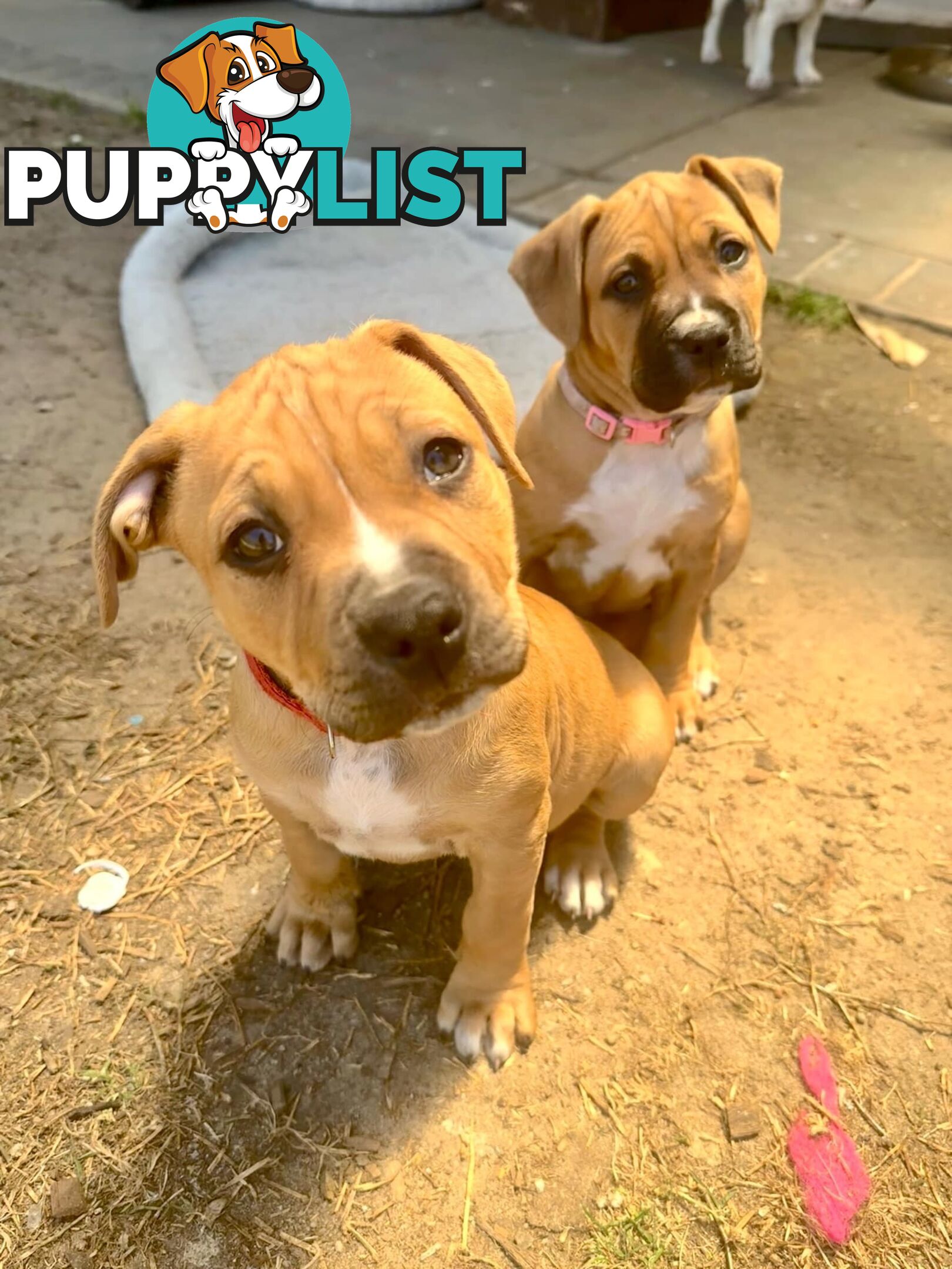 Purebred american Staffordshire Terrier puppies 2male 3female