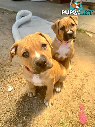 Purebred american Staffordshire Terrier puppies 2male 3female