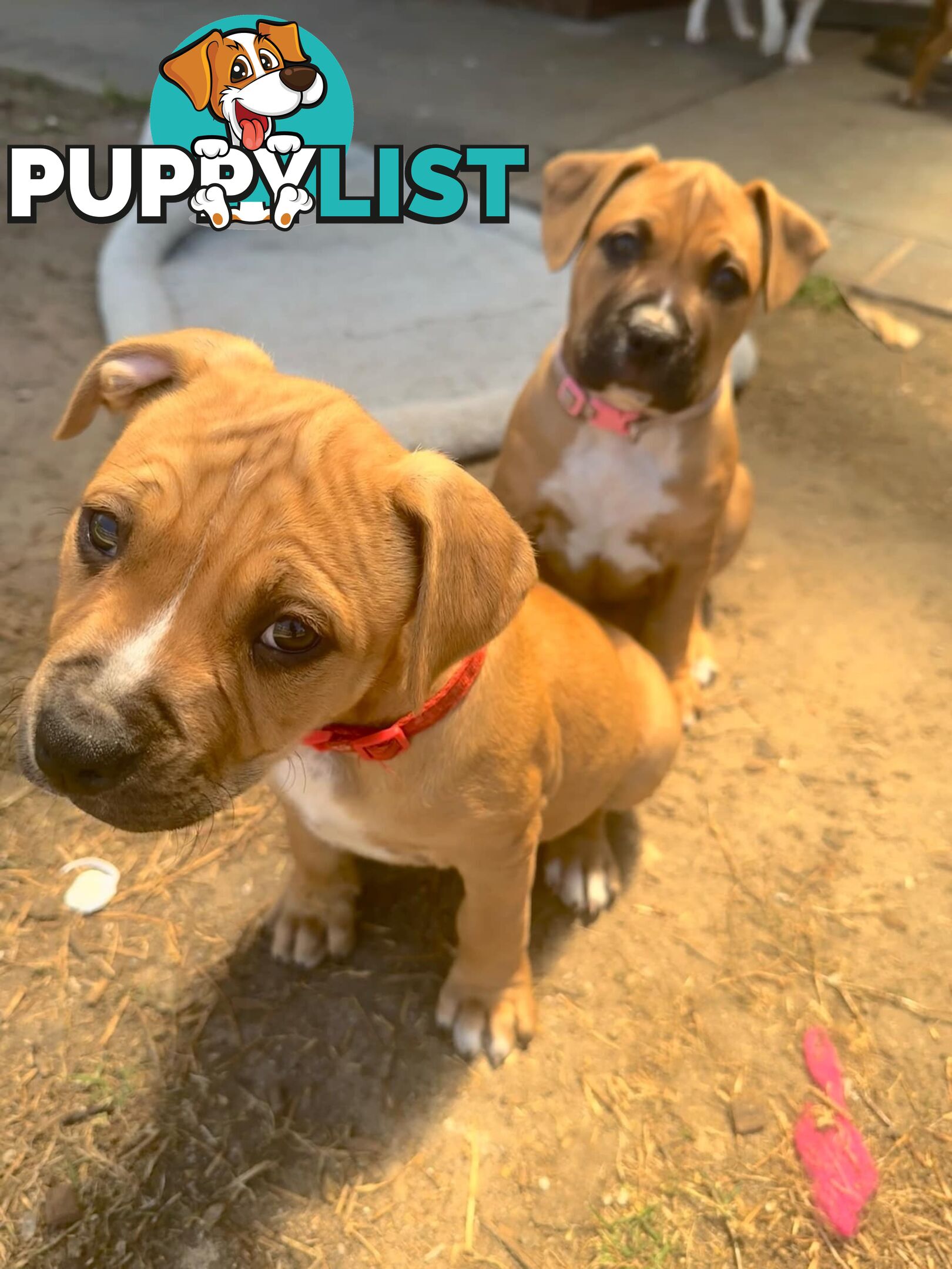 Purebred american Staffordshire Terrier puppies 2male 3female