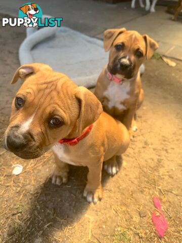 Purebred american Staffordshire Terrier puppies 2male 3female